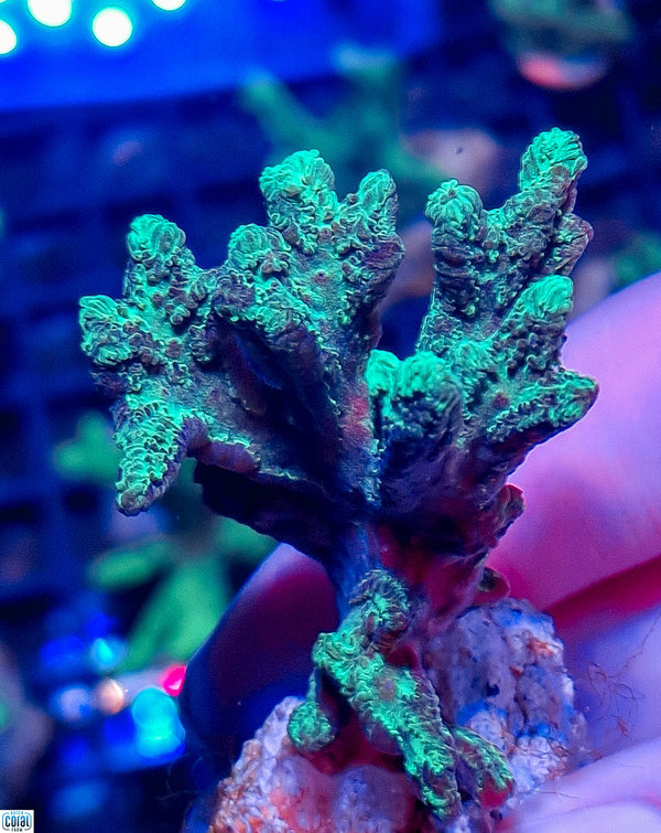 Hynophora Green Ultra Frag