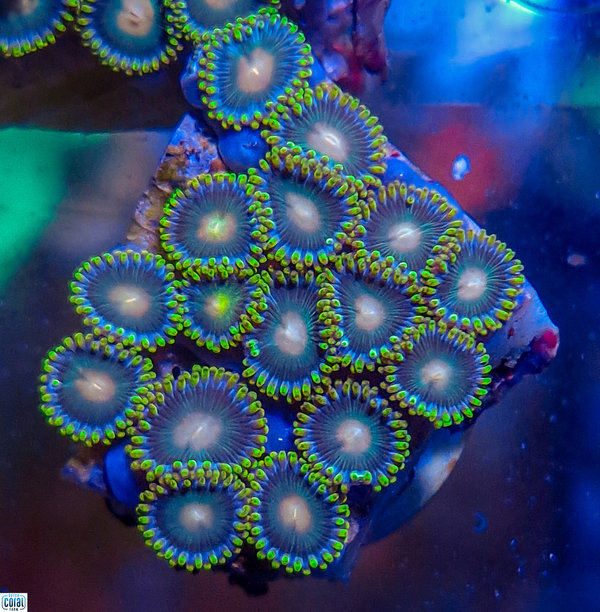 Green zoanthids with Yellow spot on rock 15+ polyps