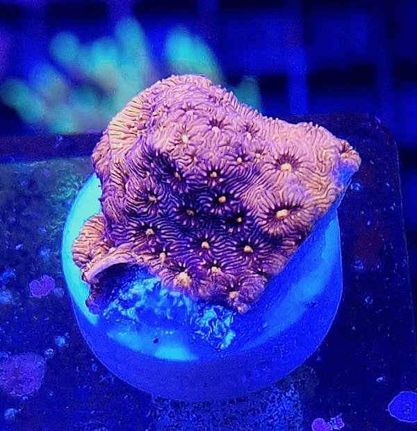 Pavona Maldivensis Orange/purple Frag S (2)