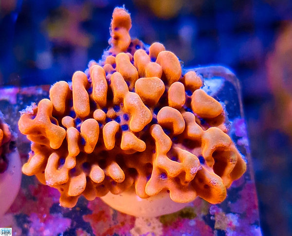 JF Scatter Brian Montipora Coral (High End, Rare) Frag