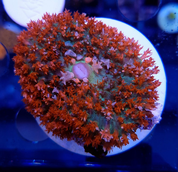 Rhodactis osculifera Bubble Mushroom Red (Carribean)