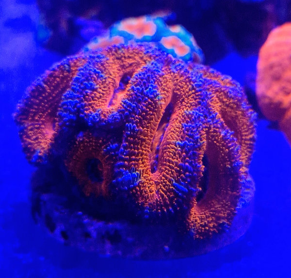 Acanstrea Red/Blue/Yellow Premium Large Frag 10-+ heads