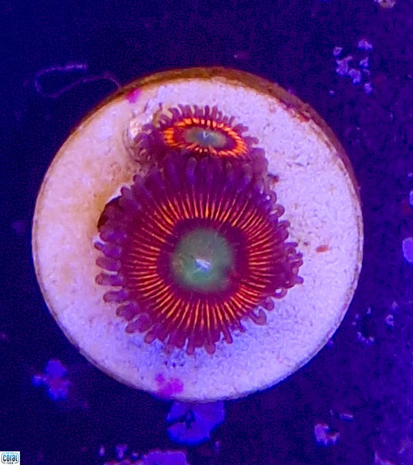 Lord of The rings Zoa 2 polyps (reddisch tint)